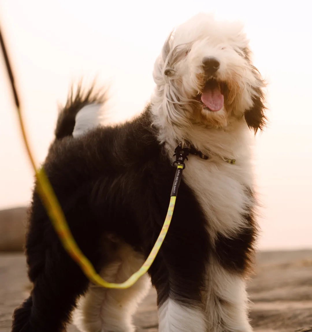 India's First Super Leash Made with Biothane USA Webbing - Safety Yellow